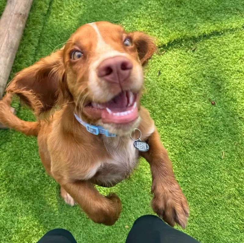 The Little Doggy Daycare - Chelmsford