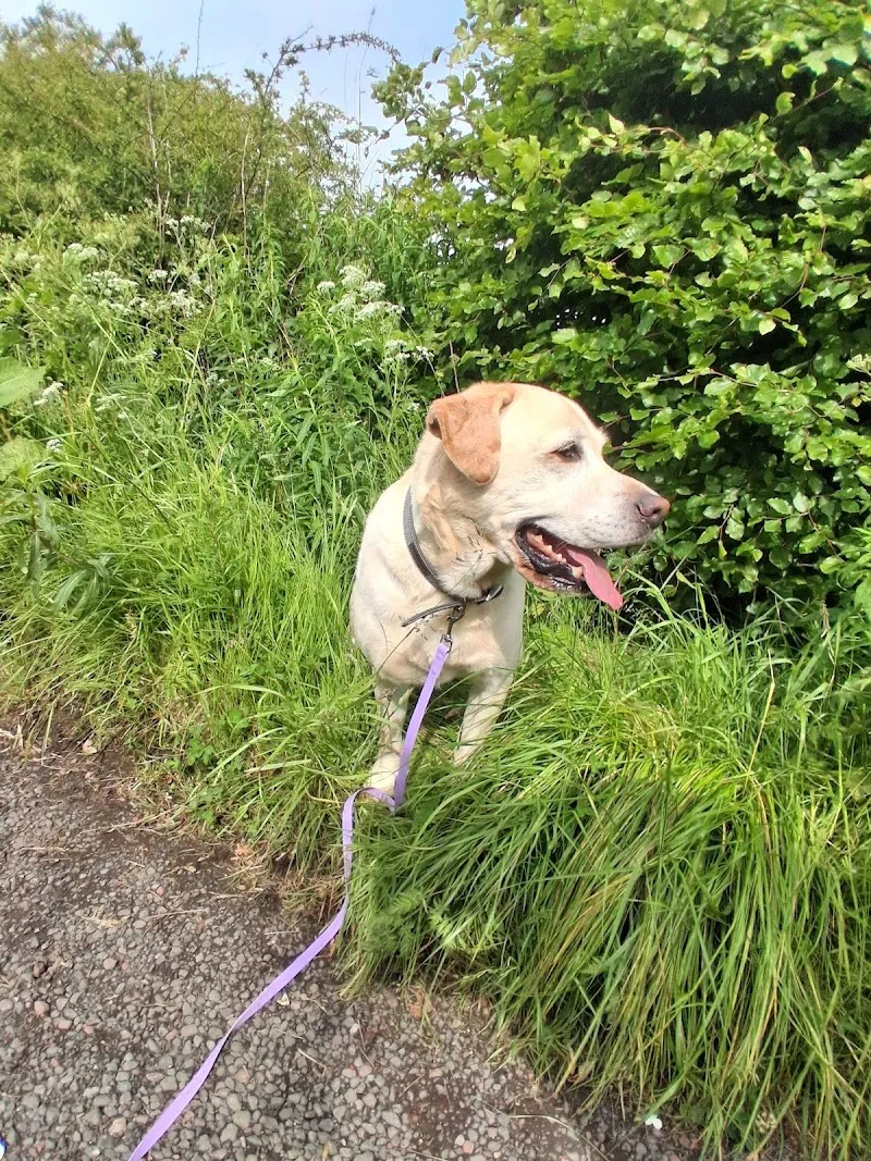 The Dogchester Luxury Pet Hotel, Lesmahagow, Lanarkshire