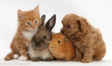 Jo's Pet Place, Cheadle