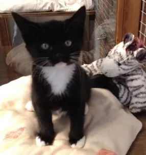 Hotel Catifornia Cattery, Leiston - Photo 1 of 3