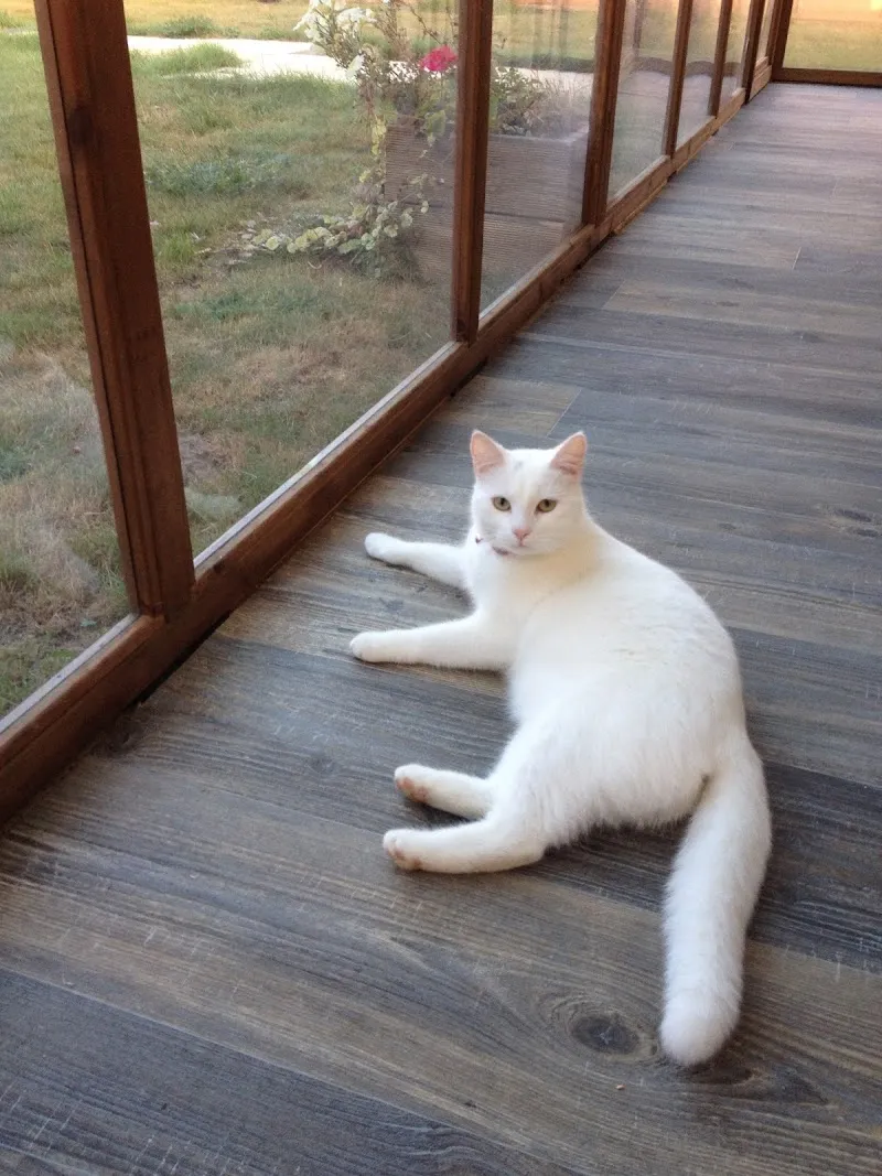 Hotel Catifornia Cattery