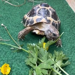 Herongate Village Cattery, Billericay - Photo 2 of 5