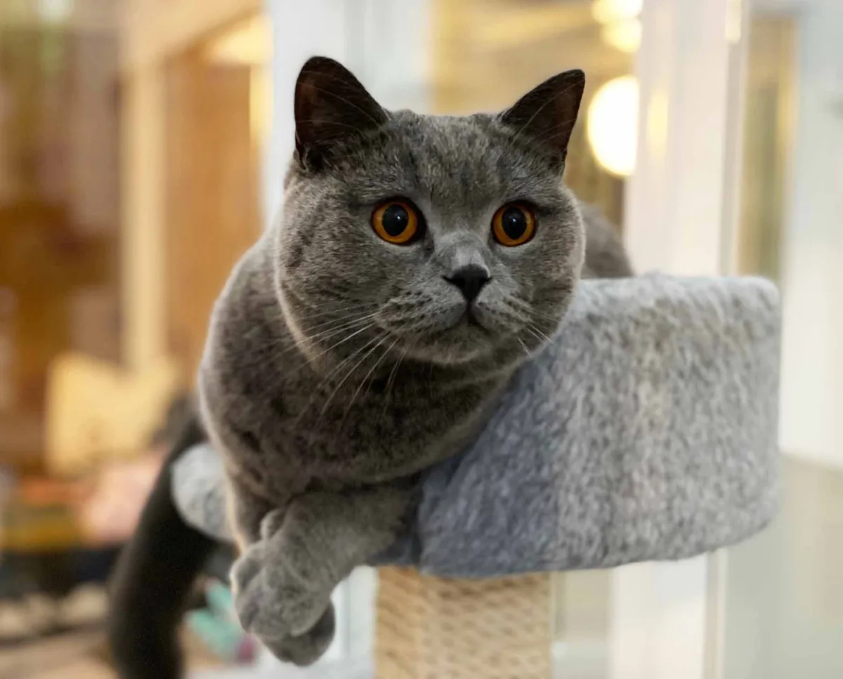 Longcroft Luxury Cat Hotel Kenley, Kenley - Photo 3 of 3