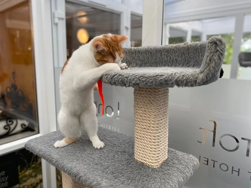 Longcroft Luxury Cat Hotel Kenley