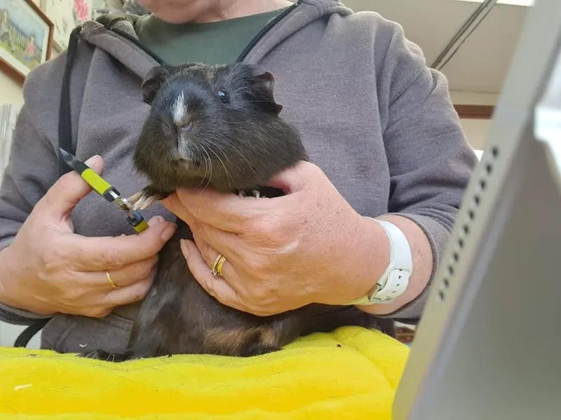 Shropshire Guinea Piggery & Bunny Barn