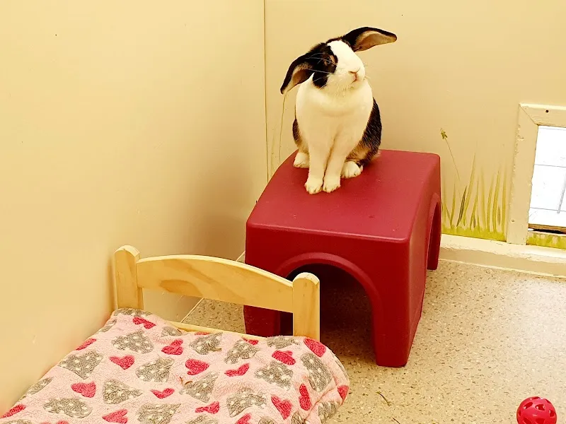 Shropshire Guinea Piggery & Bunny Barn