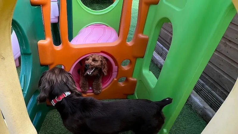 Wuff Wuff Doggy Daycare