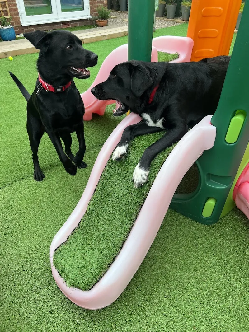 Wuff Wuff Doggy Daycare