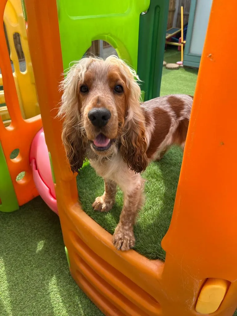 Wuff Wuff Doggy Daycare