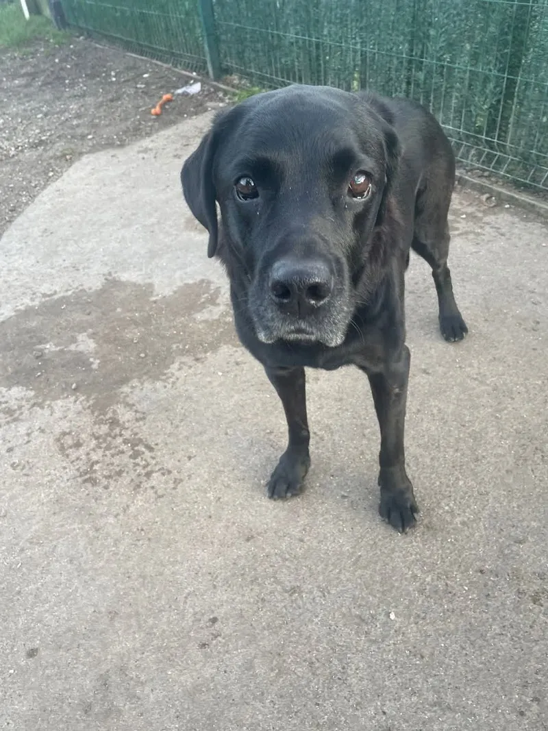 Landorn Boarding Kennels & Cattery
