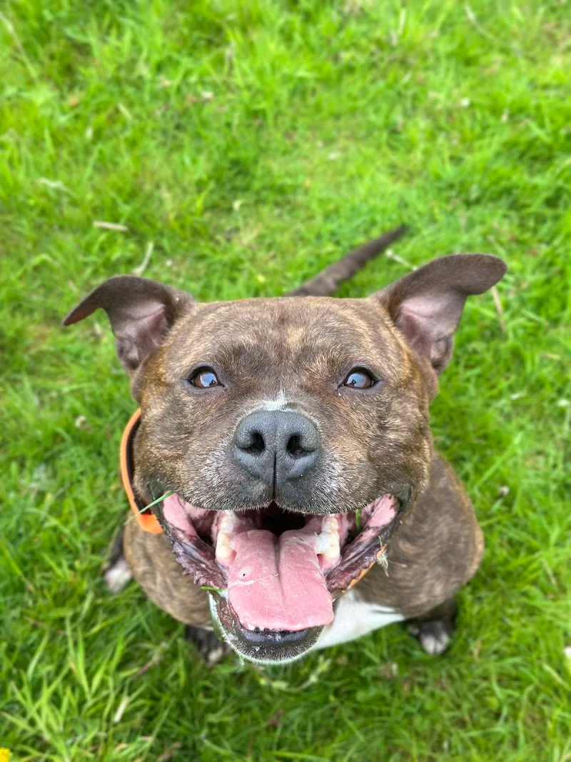 Noah's Ark Pet Holiday Home