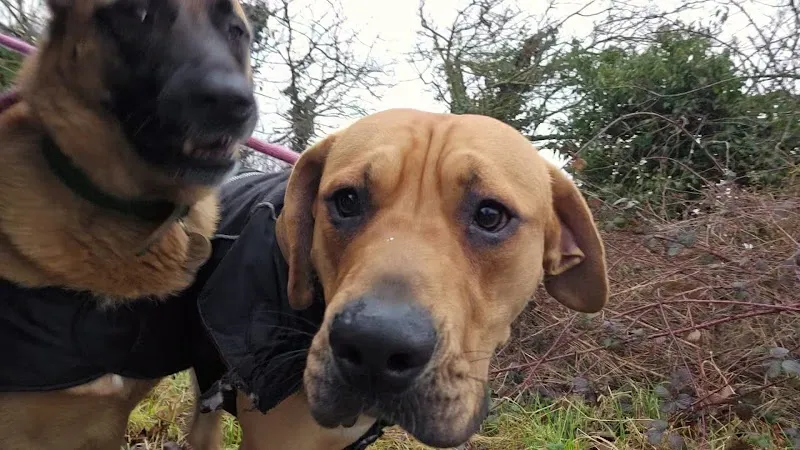 Noah's Ark Pet Holiday Home