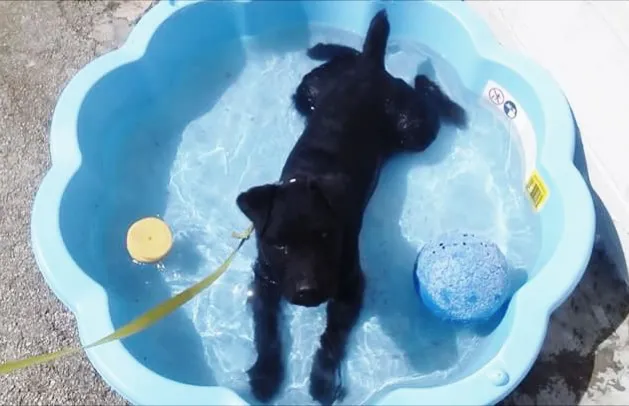 Noah's Ark Pet Holiday Home