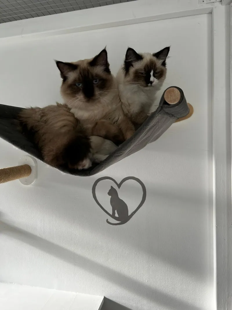 Four The Love Of Cats