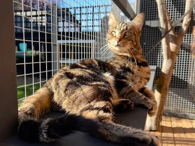 Four The Love Of Cats