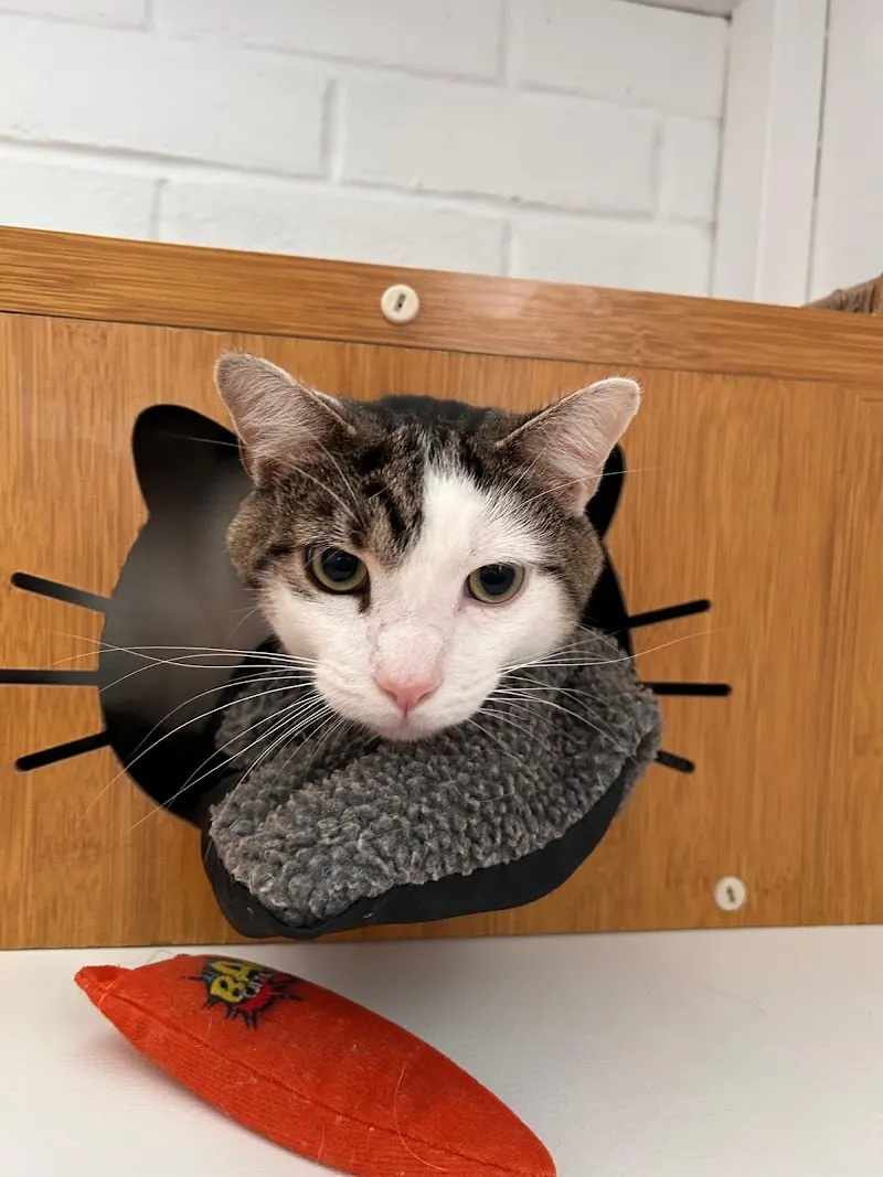 Four The Love Of Cats