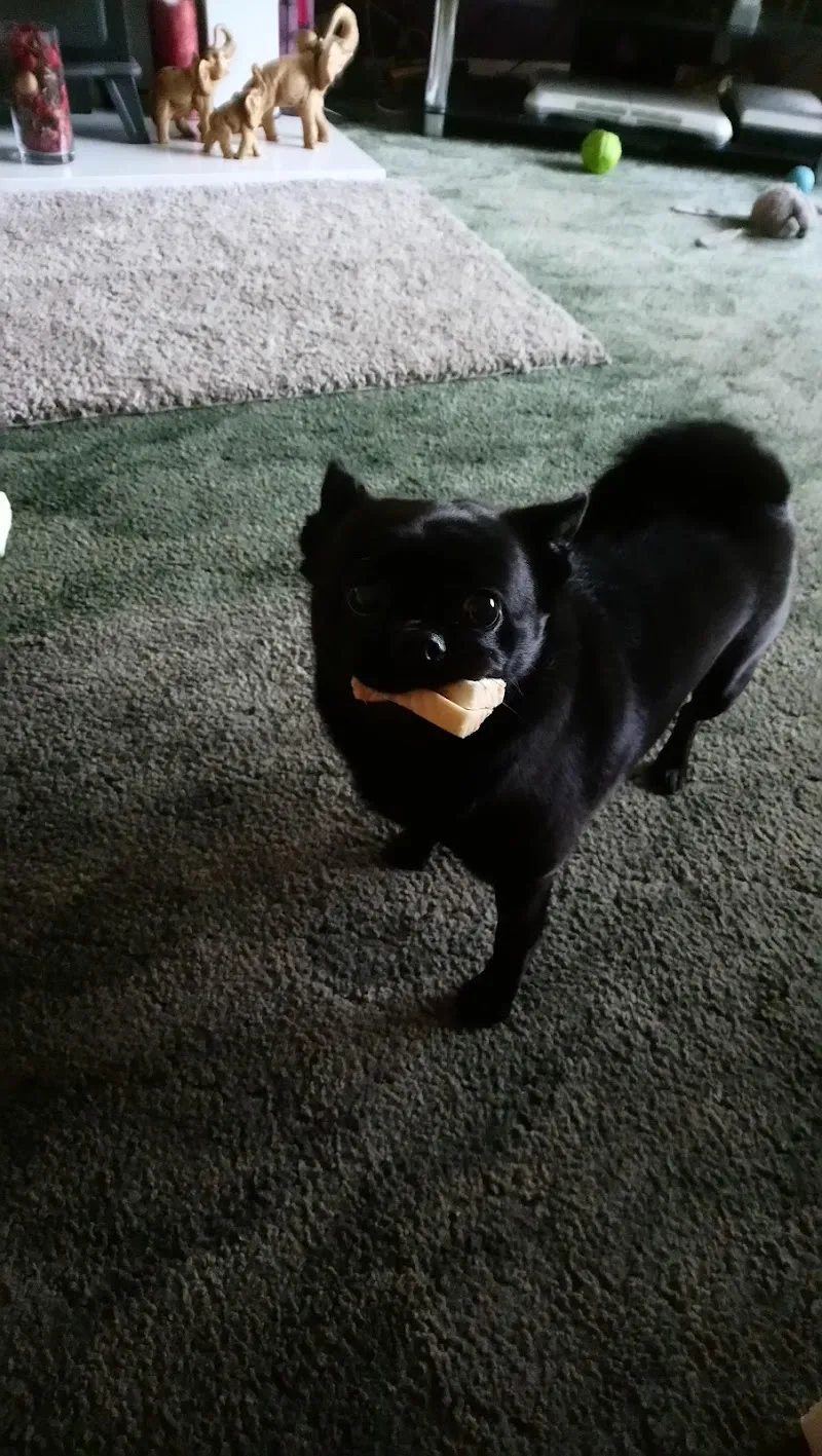 The Barkary - Boarding, Daycare & Grooming