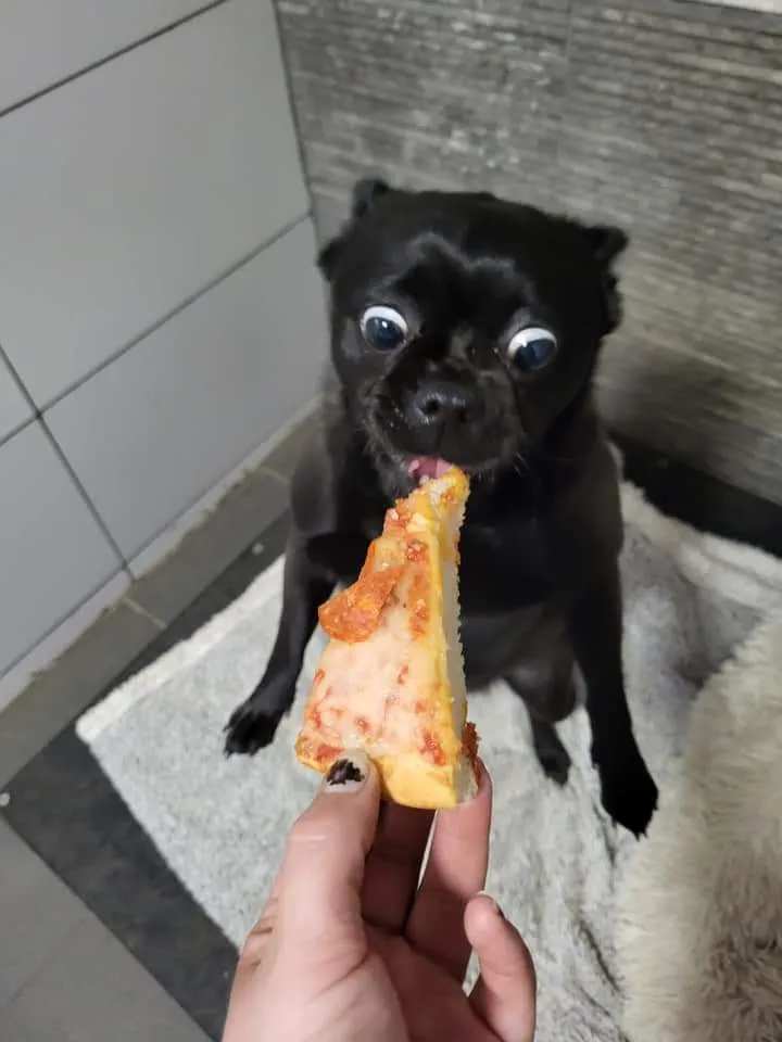 The Barkary - Boarding, Daycare & Grooming