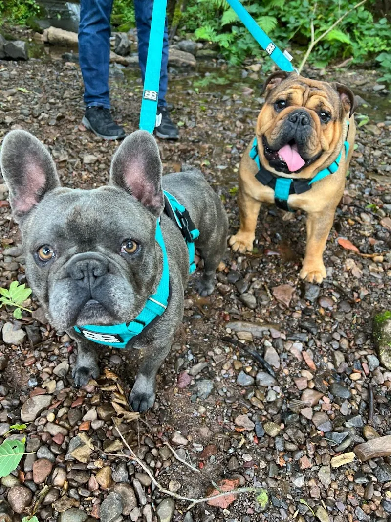 Greenways Kennels & Cattery