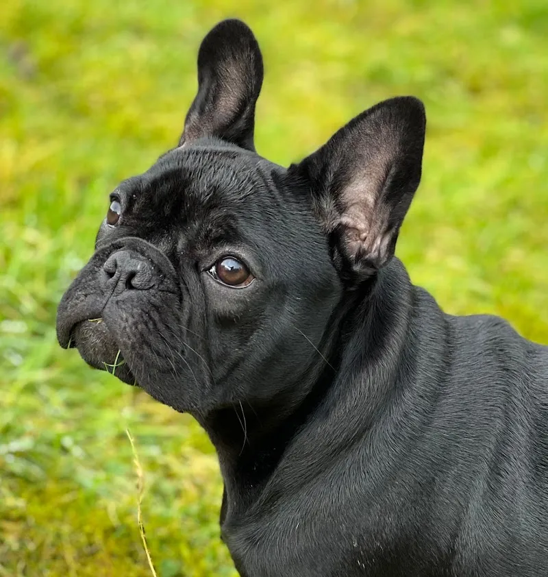 Greenways Kennels & Cattery