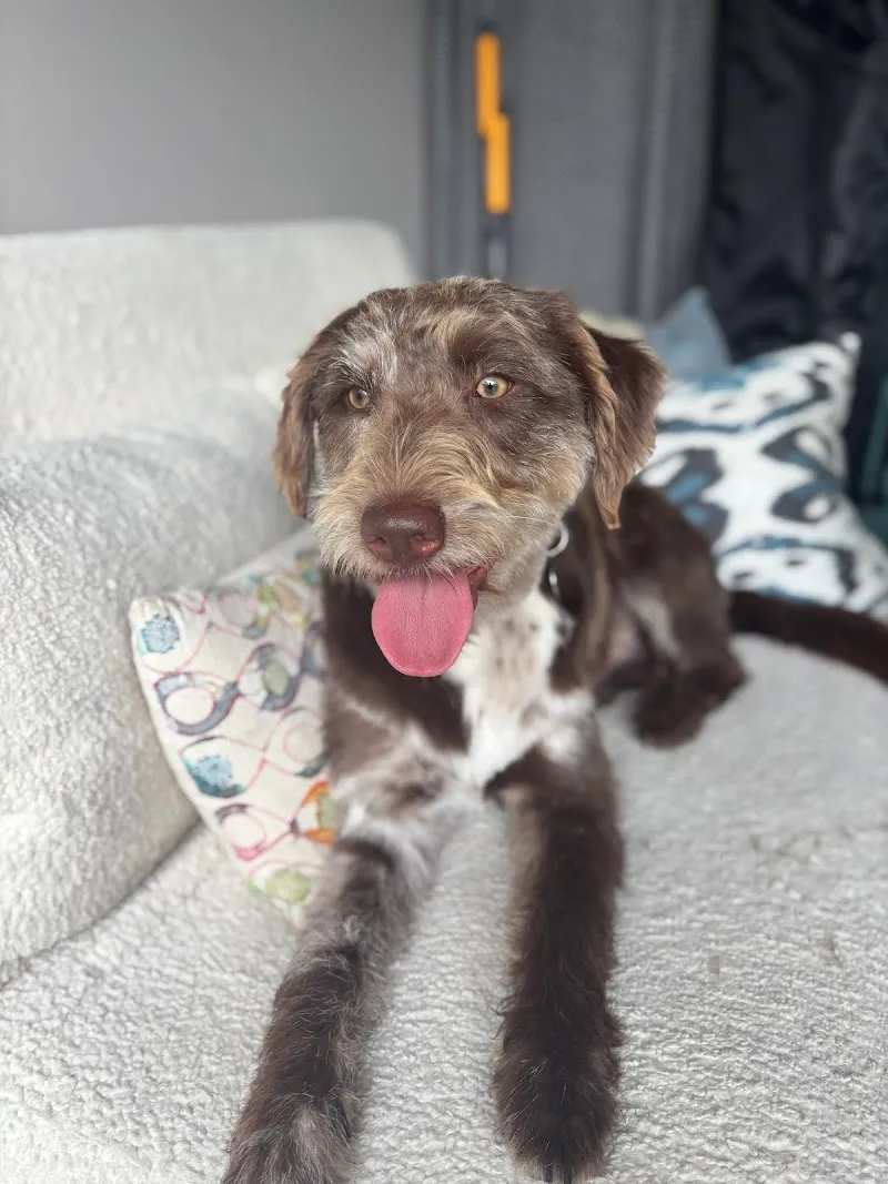 Harley's Doggy Services