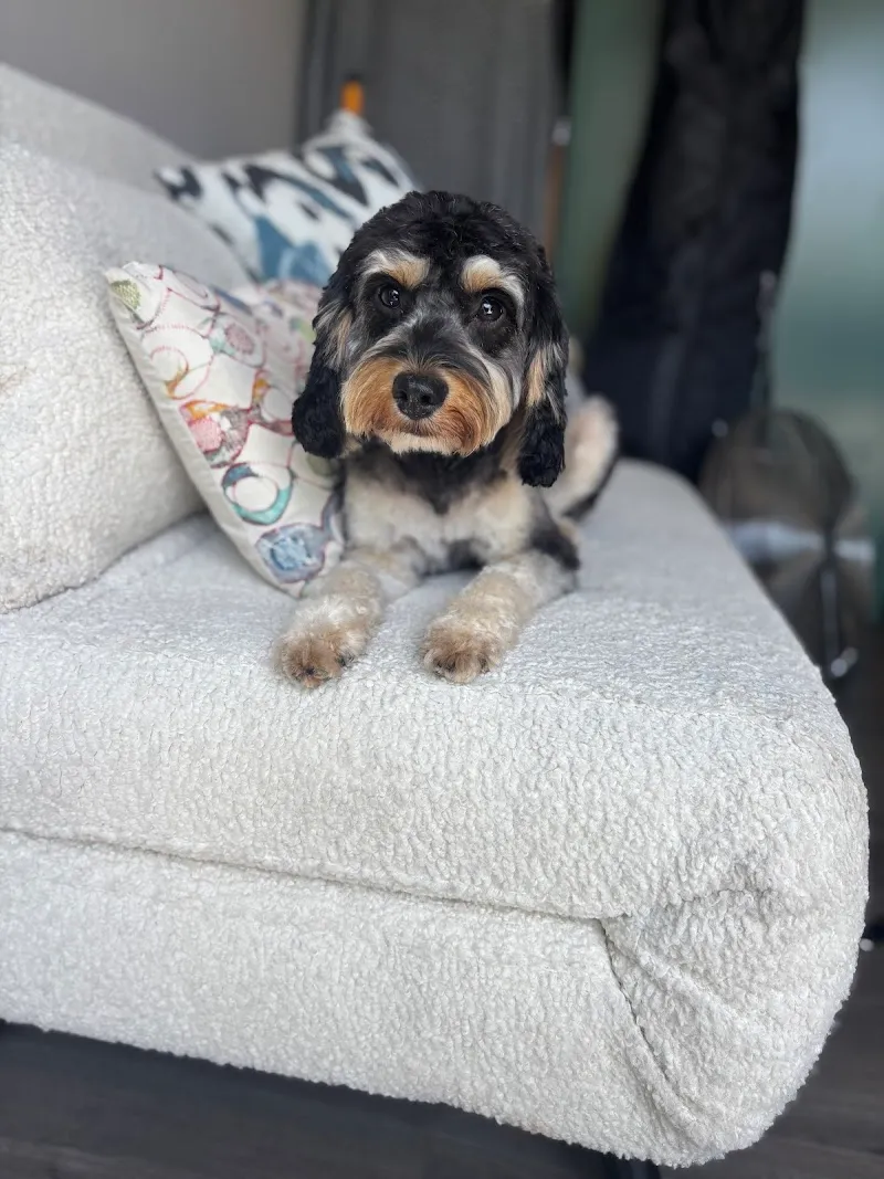 Harley's Doggy Services