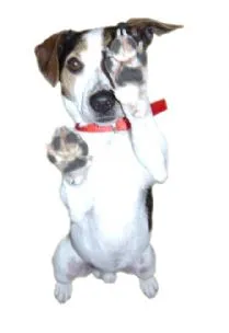 Old Station Kennels, Melton Mowbray