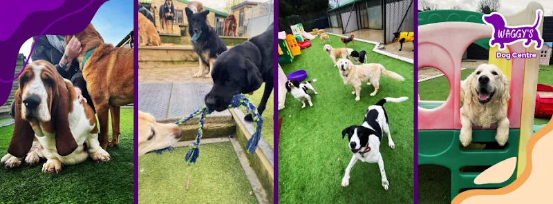 Waggy's Dog Boarding, Daycare and Grooming