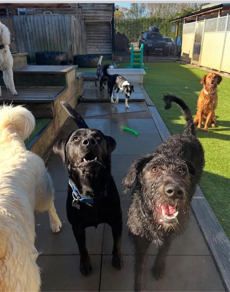 Waggy's Dog Boarding, Daycare and Grooming