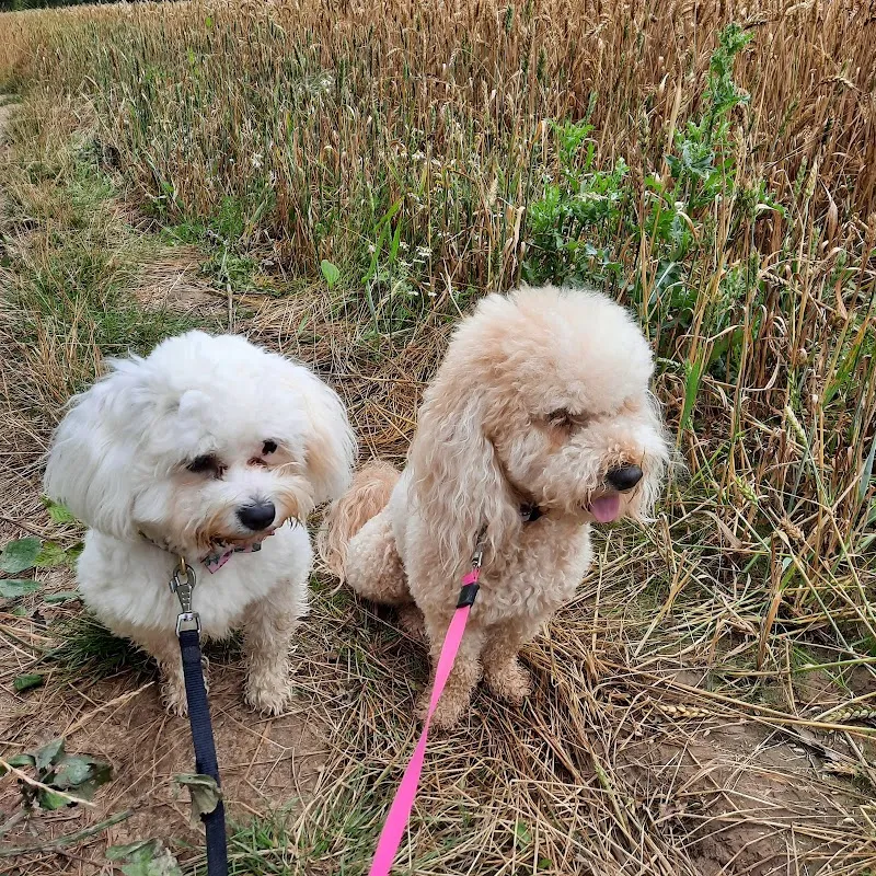 Marions Home Dog Boarding