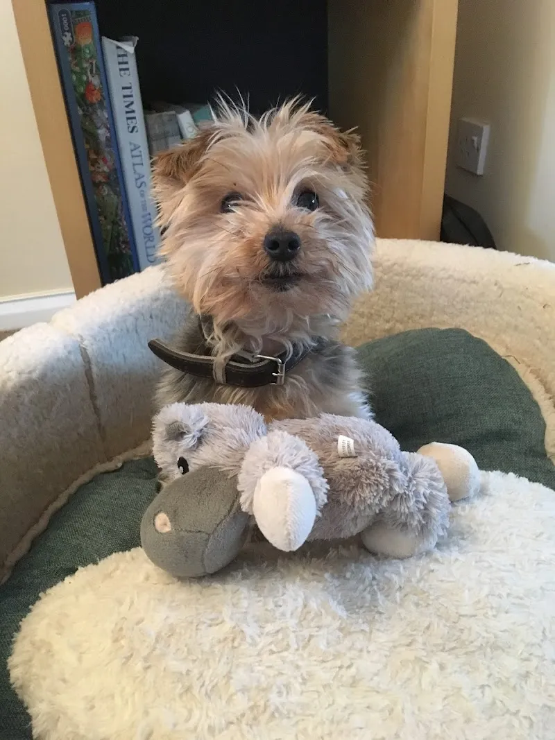 Marions Home Dog Boarding