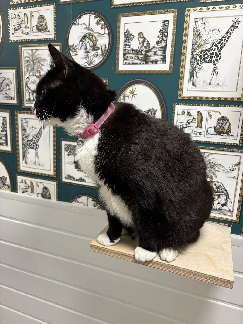 The Regent Street Cattery