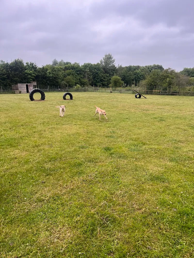 Witney dog boarding and grooming