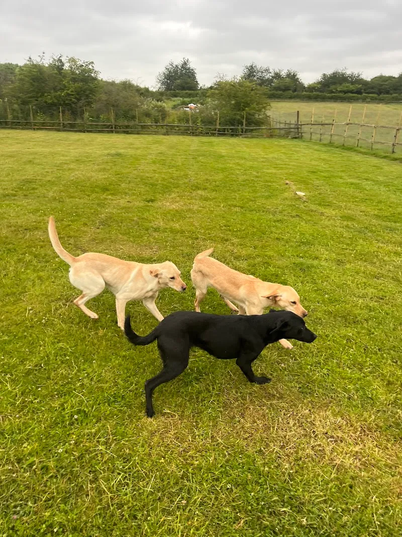 Witney dog boarding and grooming