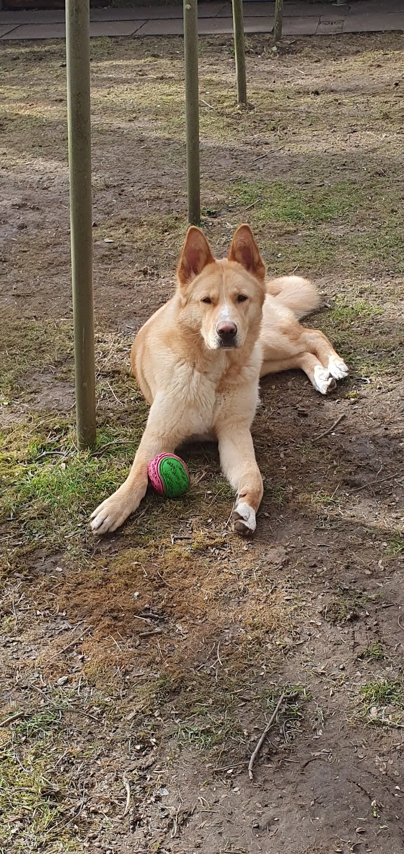 Brown Street Kennels