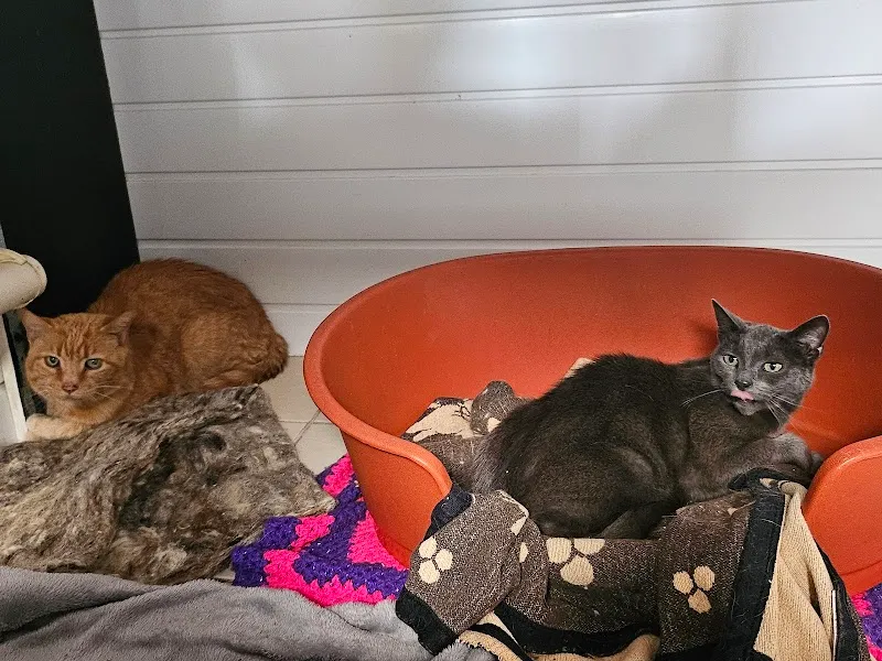 Mariner's Light Cattery