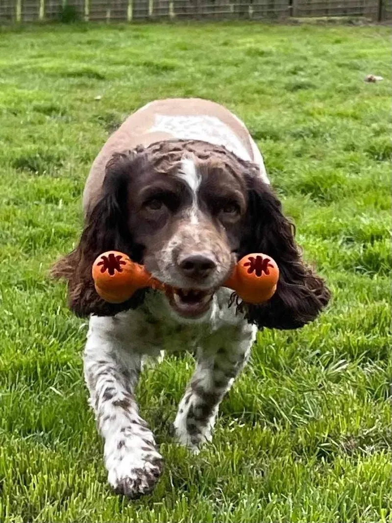 Langside Boarding Kennels