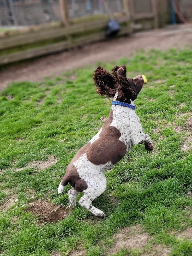 Langside Boarding Kennels
