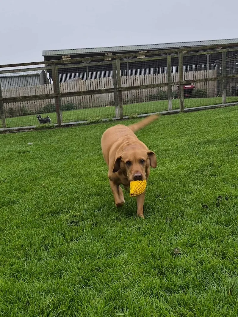 Langside Boarding Kennels