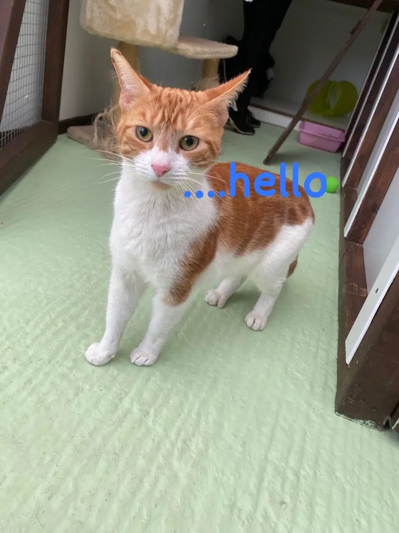 Oakley Hotel For Cats