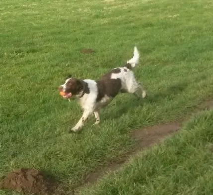 CANINE CAPERS OF CHESTER, Chester - Photo 1 of 3