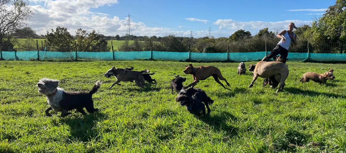 CANINE CAPERS OF CHESTER, Chester - Photo 3 of 3