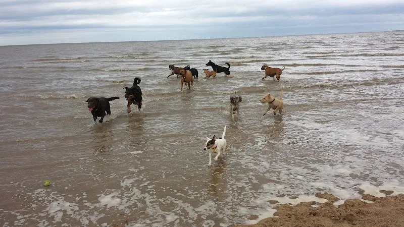 CANINE CAPERS OF CHESTER