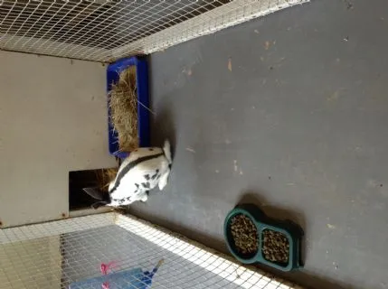 Glenauld Kennels & Cattery, Strathaven - Photo 2 of 4