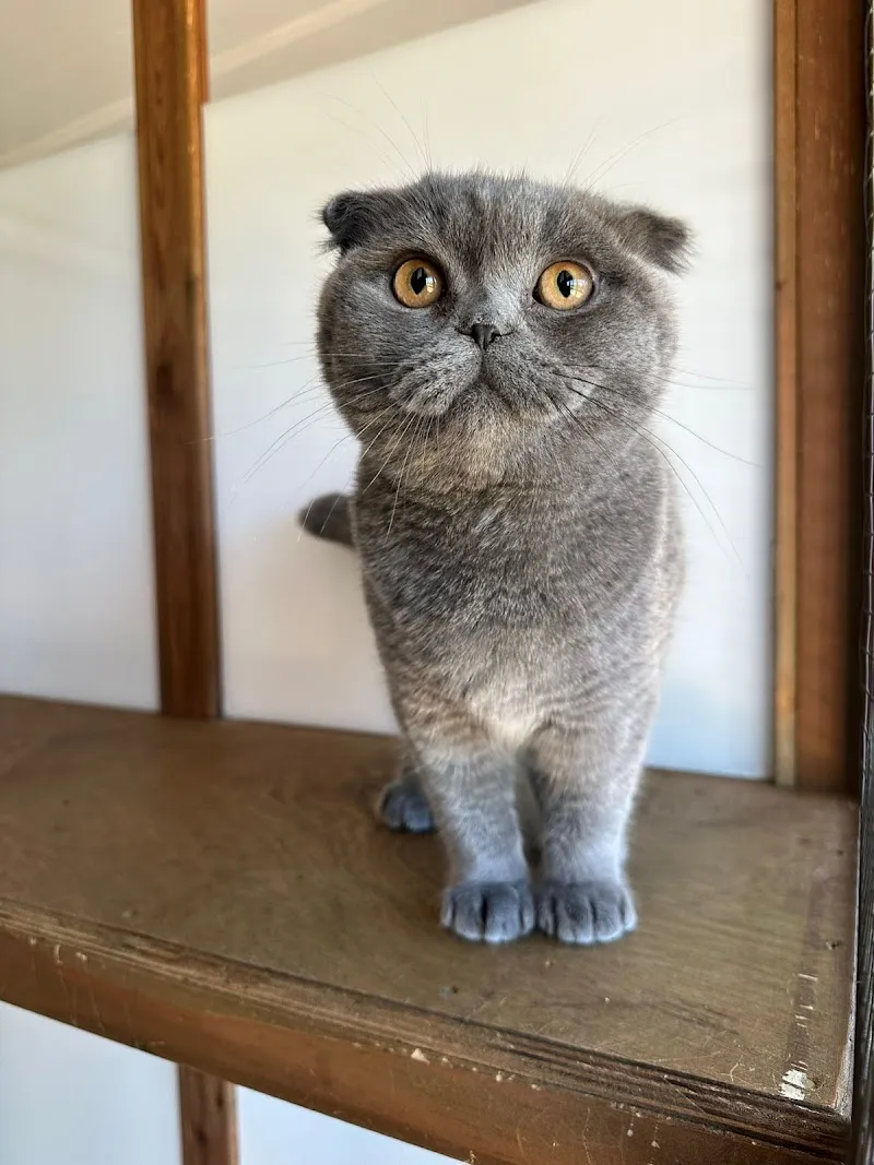 Greenside Boutique Cattery