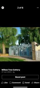Willow Tree Cattery, Brentwood - Photo 1 of 2