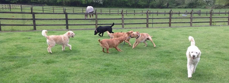 Home Farm Dog Day Care, Southampton - Photo 2 of 2
