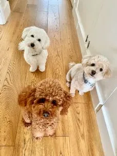 StayPawsitive Dog Home Boarding Bromley, Bromley - Photo 1 of 2