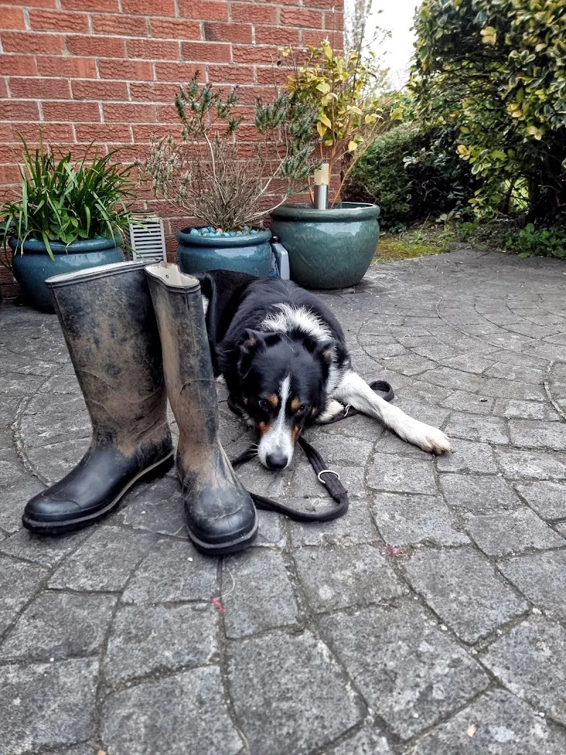 Robin Bates Dog Training Services NI