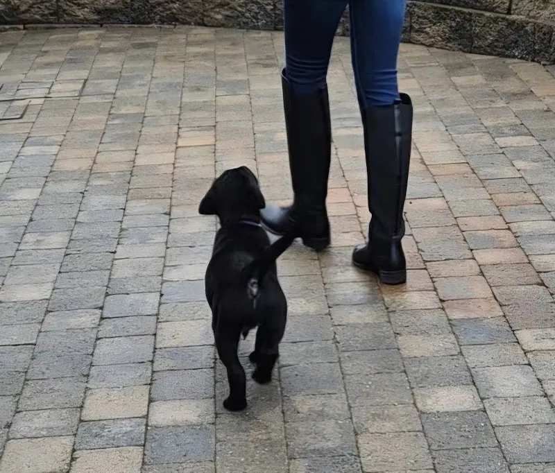 Robin Bates Dog Training Services NI